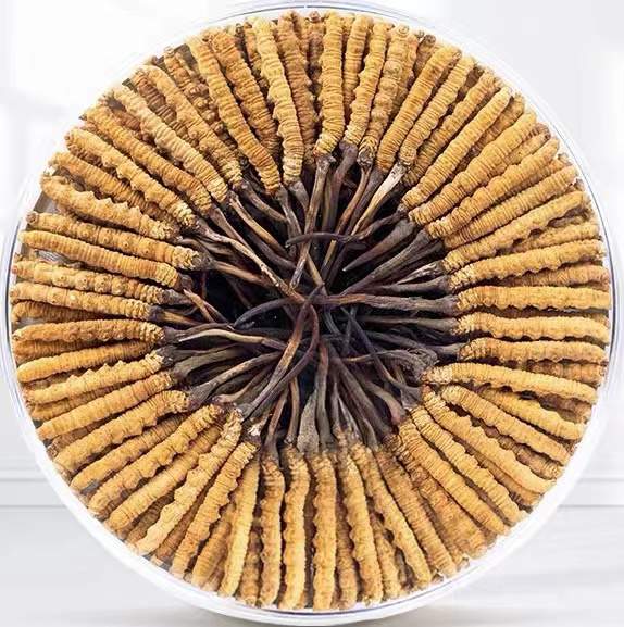 莎车冬虫夏草回收